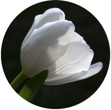 Tulpe-weiss.jpg